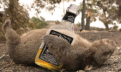 Drunk Wombat holding bottle of Jack Daniels